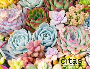 Quais são as melhores plantas para ter no quarto?