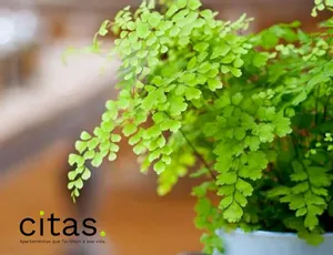 Quais são as melhores plantas para ter no quarto?