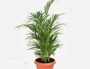 Quais são as melhores plantas para ter no quarto?