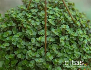 Quais são as melhores plantas para ter no quarto?