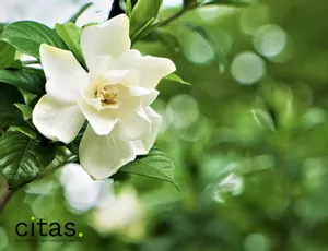 Quais são as melhores plantas para ter no quarto?