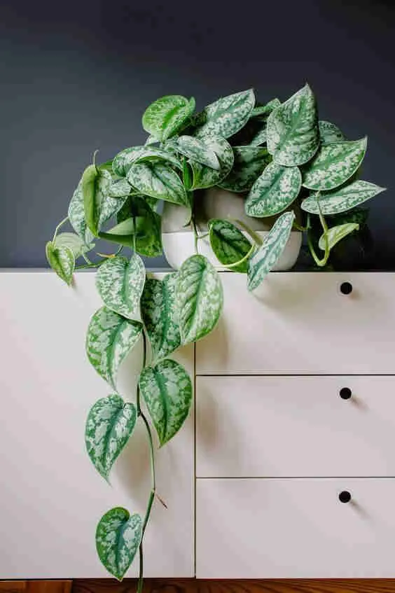vaso da planta Jibóia sobre comoda branca