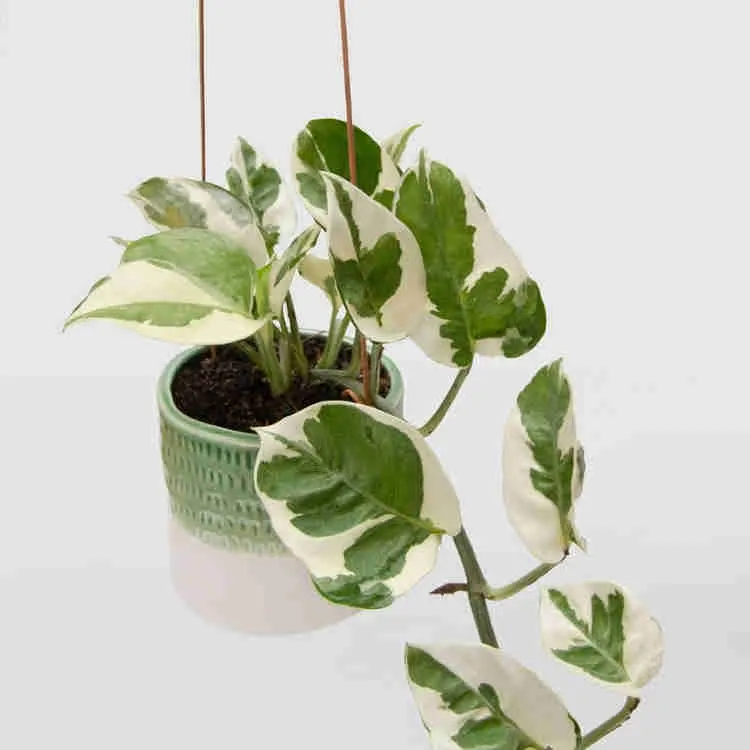 vaso suspenso da planta jiboia rainha da neve