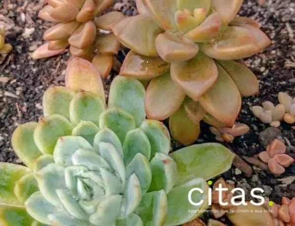 ...e quais plantas comprar para sua selva urbana