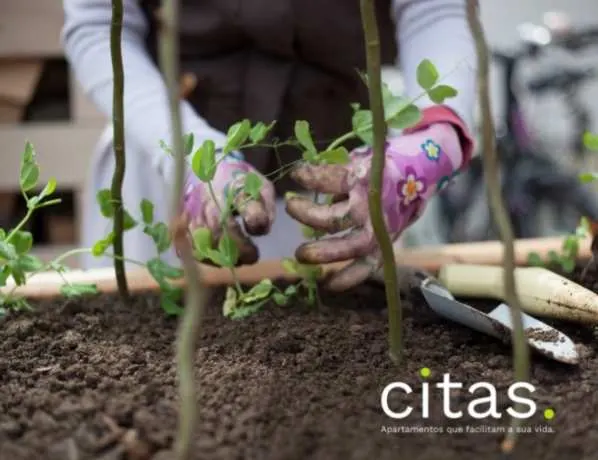 Como cuidar de plantas na hora de viajar?