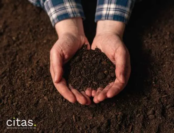 Como cuidar de planta suculenta- Adubagem