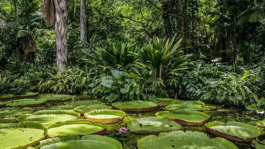 Amazônia: o que é preciso saber na primeira viagem à floresta tropical