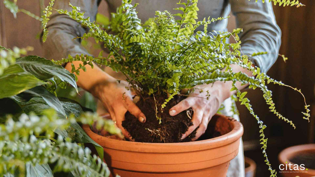 Tipos de samambaias: Conheça todos!