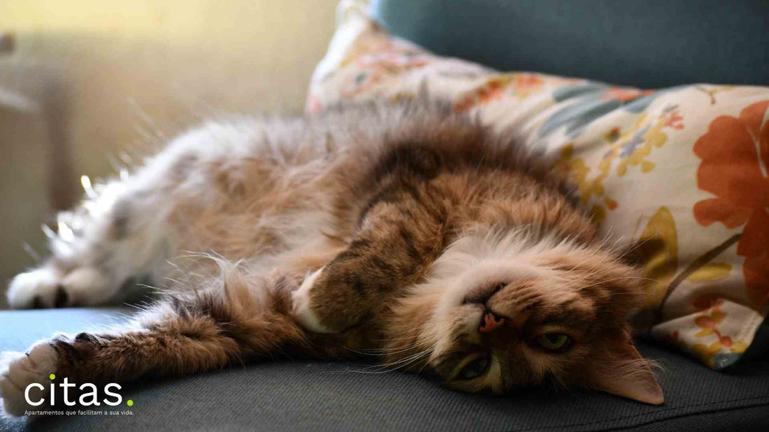 Pet para apartamento: 5 bichinhos que se adaptam bem a espaços pequenos