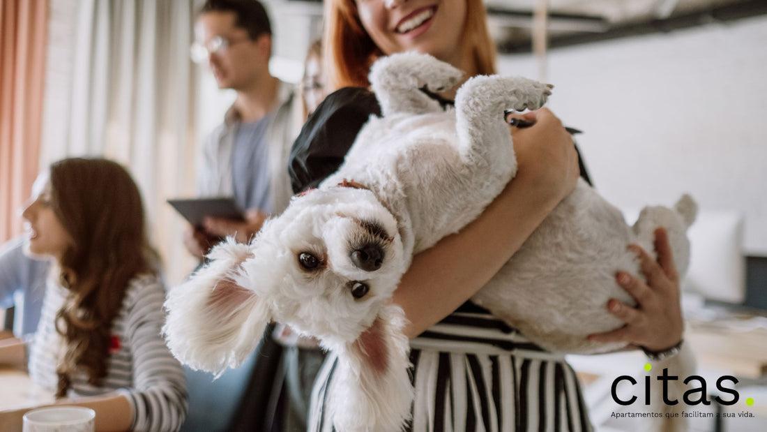 Como usar o Zap Imóveis para encontrar apartamentos pet-friendly